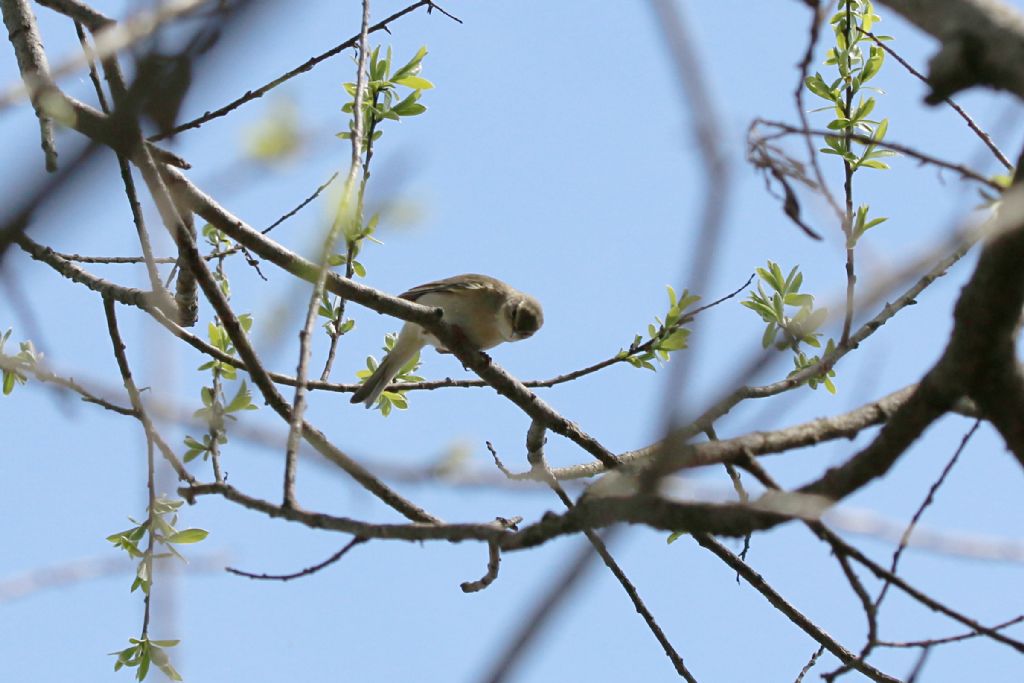 Id. Silvidae : Lu grosso, Lu piccolo e Bigiarella